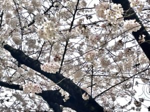 桜　春期講習　新年度