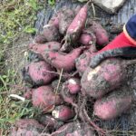 サツマイモ　芋掘り　自家農園　家庭菜園　理科実験　体験学習　