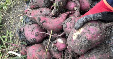 サツマイモ　芋掘り　自家農園　家庭菜園　理科実験　体験学習　