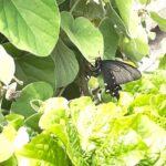 産卵　アゲハチョウ　虫を育てる　虫好き