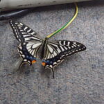 生き物飼育　蛹　羽化　成虫