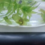 両生類の産卵　アカハライモリ