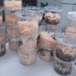 羽化ラッシュ　昆虫シーズン　昆虫観察