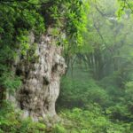 屋久杉　縄文時代　歴史　社会　理解　興味　基礎基本　見えない学力