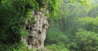 屋久杉　縄文時代　歴史　社会　理解　興味　基礎基本　見えない学力