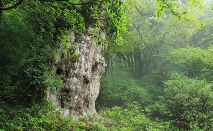 屋久杉　縄文時代　歴史　社会　理解　興味　基礎基本　見えない学力