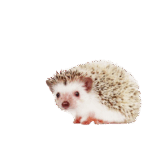 集中力　分散　一点突破　得意科目を持つ　ぶれない心　河原塾名古屋校　個別指導　