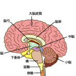 モノの見方 学習方法 基礎に戻って学ぶ 冬期講習 朝学習