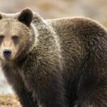 ヒグマ　クマ出没　親子で警戒　山の自然　個別指導　学力底上げ　冬期講習　千種区の個人塾