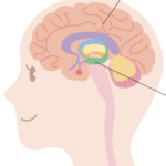 アウトプット 海馬 記憶 暗記 データ 冬期講習 受験対策
