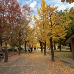 秋 紅葉 冬支度 冬期講習 個別指導 総復習 受験対策