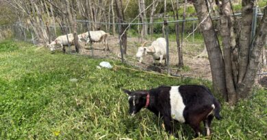 緑　ヤギ　畑　生き物　理科大好き　屋外活動